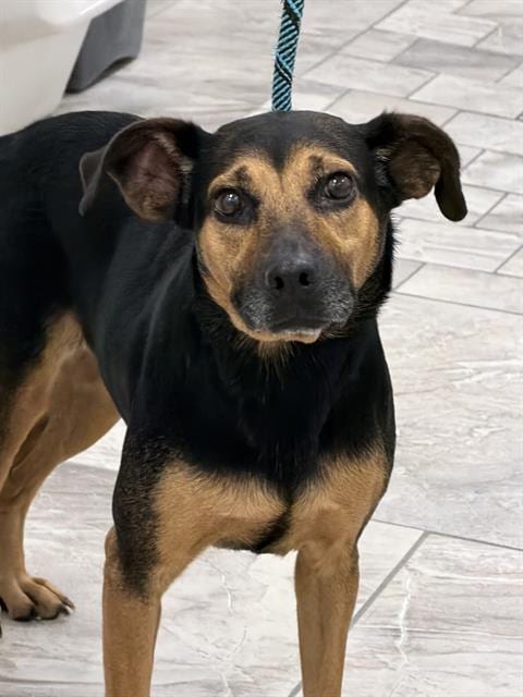 Photo of Audrey, adoptable German Shepherd Dog in Canfield, Ohio
