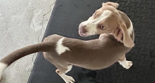 Photo of Hudson, adoptable Beagle in Fort Myers, Florida
