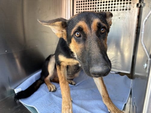 Photo of A480792, adoptable German Shepherd Dog in Oklahoma City, Oklahoma
