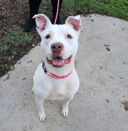 Photo of Robin, adoptable Pit Bull Terrier in Martinsburg, West Virginia