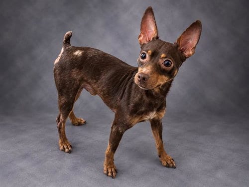 Photo of A1283843, adoptable Miniature Pinscher in Winter Haven, Florida