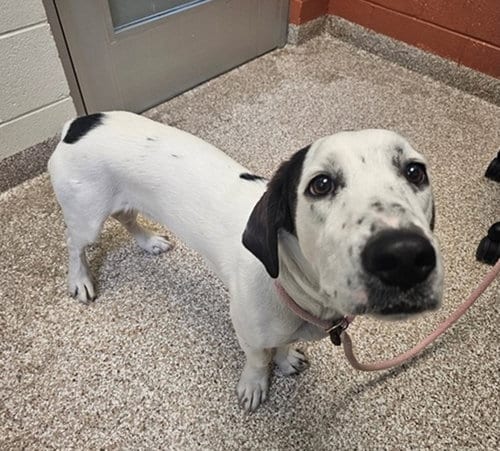 Photo of Milo, adoptable Basset Hound in Fort Collins, Colorado