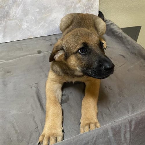 Photo of Eli, adoptable German Shepherd Dog in Modesto, California