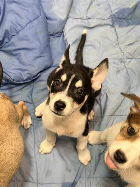 Photo of Sunny, adoptable Husky in San Antonio, Texas