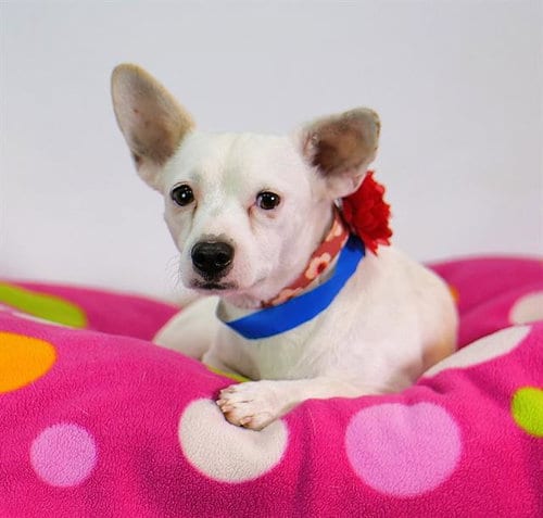 Photo of Tuco, adoptable Terrier in Thousand Palms, California
