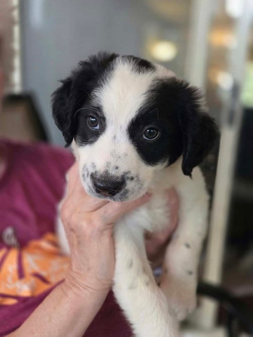 Photo of Candy Bars : Twix, adoptable Border Collie in Aurora, Indiana