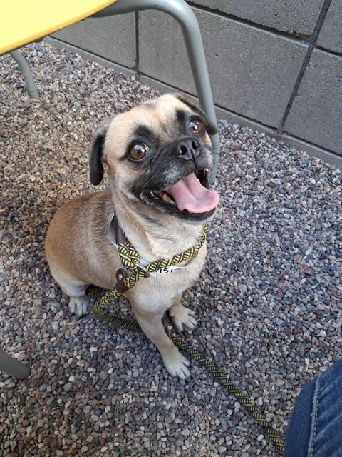 Photo of Sugar Plum, adoptable Pug in Mesa, Arizona