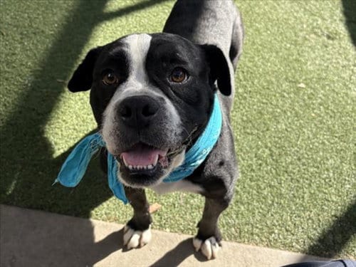 Photo of Franklin, adoptable Pit Bull Terrier in San Pedro, California