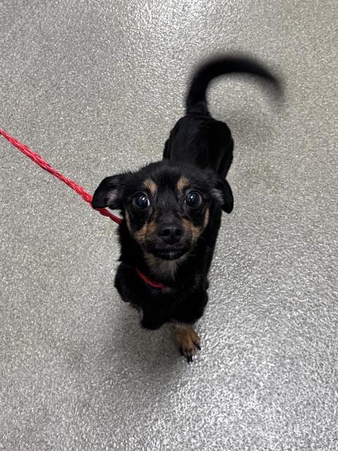 Photo of Honey Bee, adoptable Dachshund in Las Vegas, Nevada