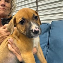 Photo of Queenie, adoptable American Pit Bull Terrier Hound (Unknown Type) in Indiantown, Florida