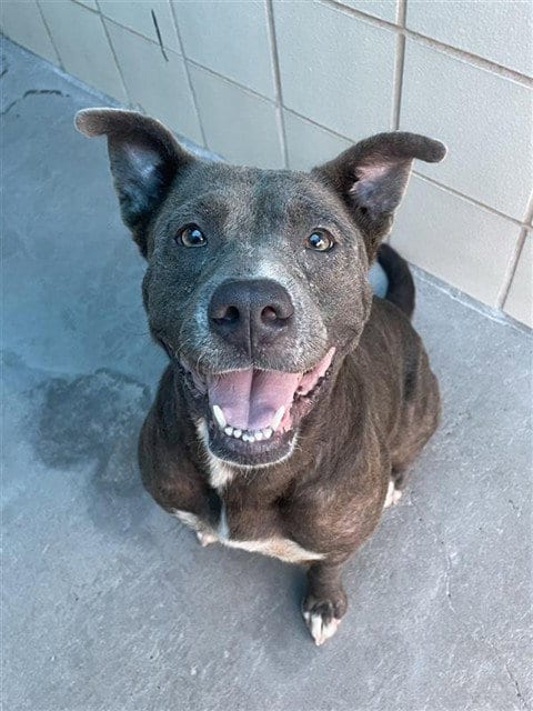 Photo of Ms. Val Val, adoptable American Pit Bull Terrier in Corpus Christi, Texas