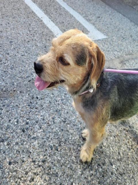 Photo of Milo Jose Jr, adoptable Terrier in Burbank, California