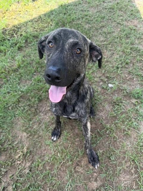 Photo of Diego, adoptable Plott Hound in Conroe, Texas