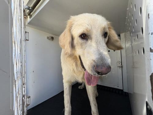 Photo of Shiloh, adoptable Golden Retriever in Riverside, California