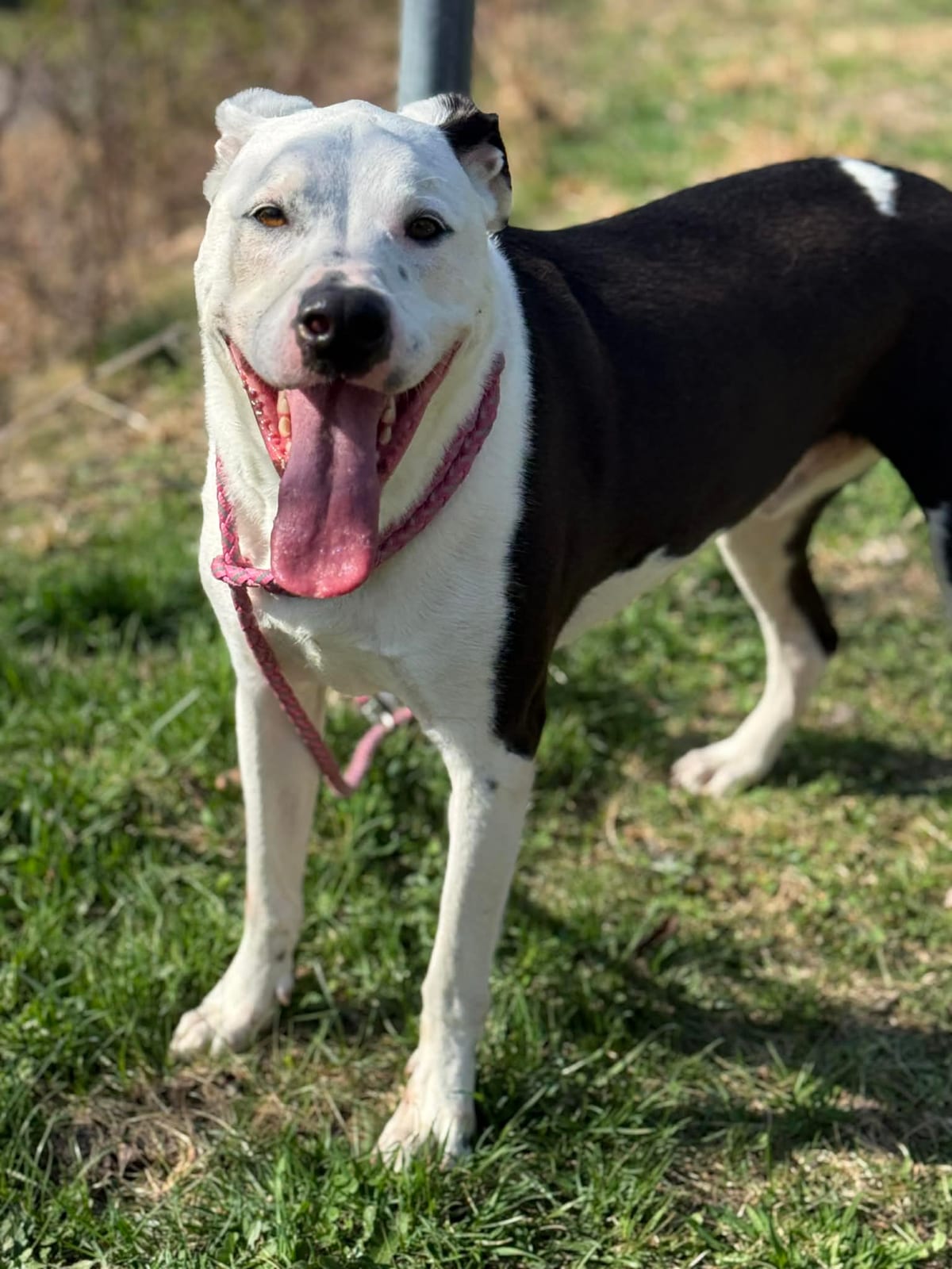 Photo of Frisko, adoptable Labrador Retriever / Great Dane in Fayetteville, West Virginia