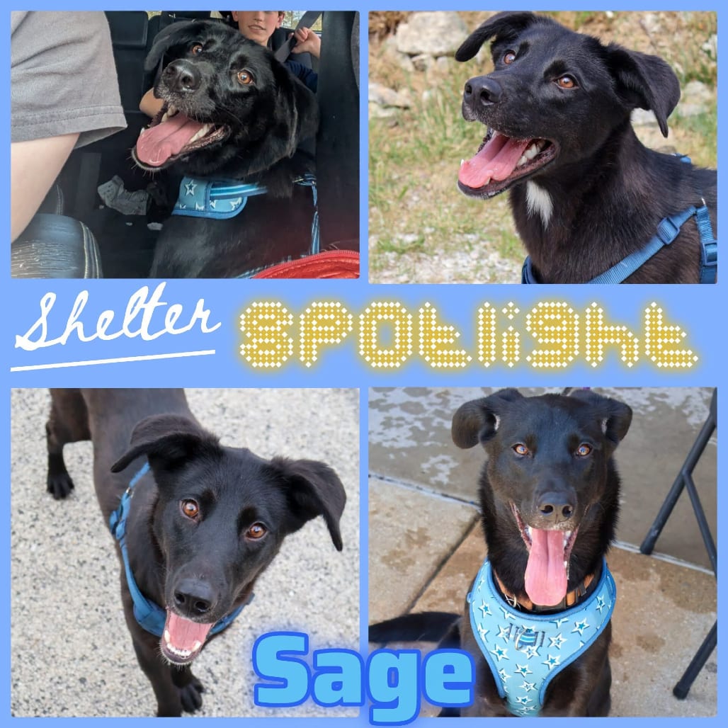 Photo of Sage, adoptable Retriever, Labrador / Mix in Boonville, Missouri