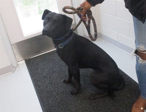 Photo of Zucchini, adoptable Labrador Retriever in Ocala, Florida