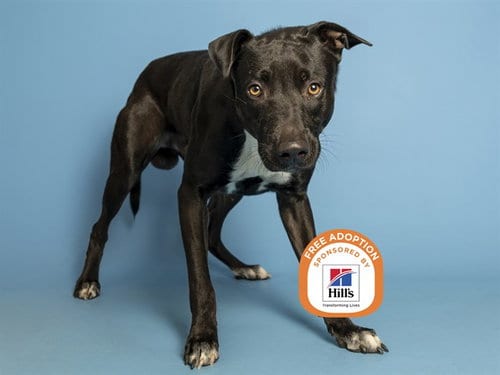 Photo of Murphy, adoptable American Pit Bull Terrier in Phoenix, Arizona