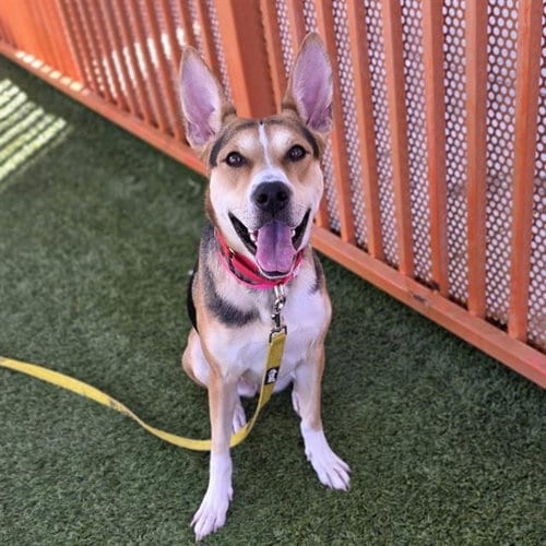 Photo of Cynthia, adoptable German Shepherd Dog in Las Vegas, Nevada