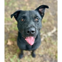 Photo of Sundance, adoptable American Pit Bull Terrier in Jurupa Valley, California