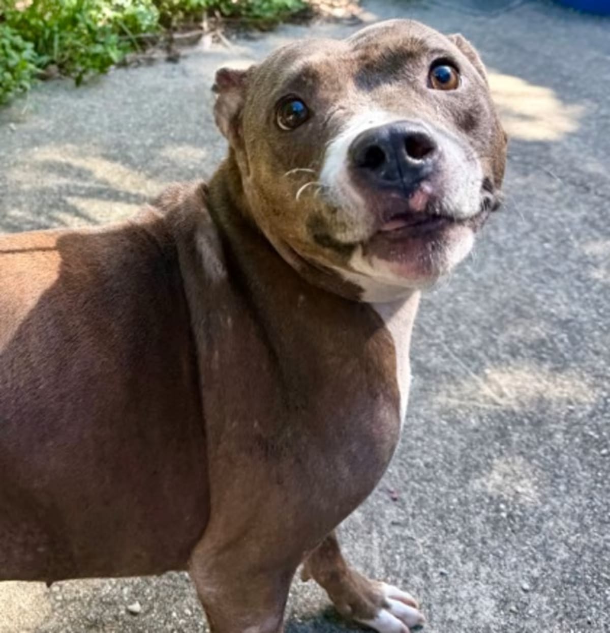 Photo of Star, adoptable American Pit Bull Terrier in New Orleans, Louisiana