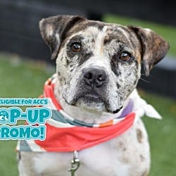 Photo of Knox, adoptable Mixed Breed (Medium) in Ridgewood, New York