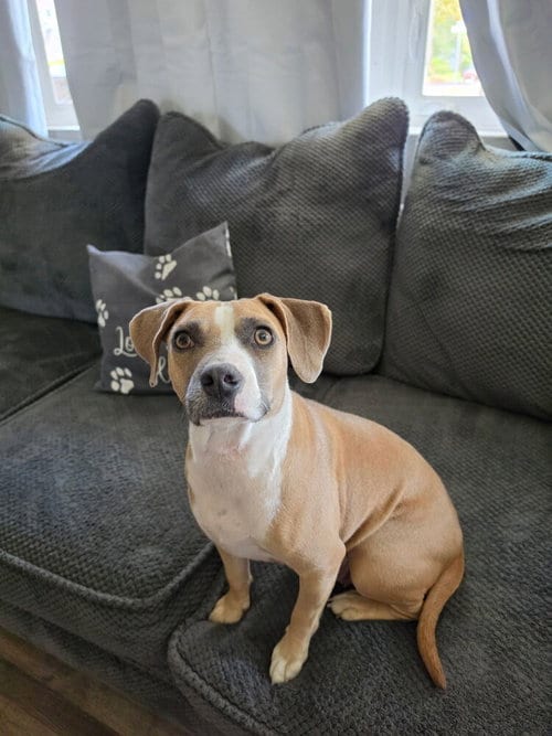 Photo of June, adoptable Beagle in Willingboro, New Jersey