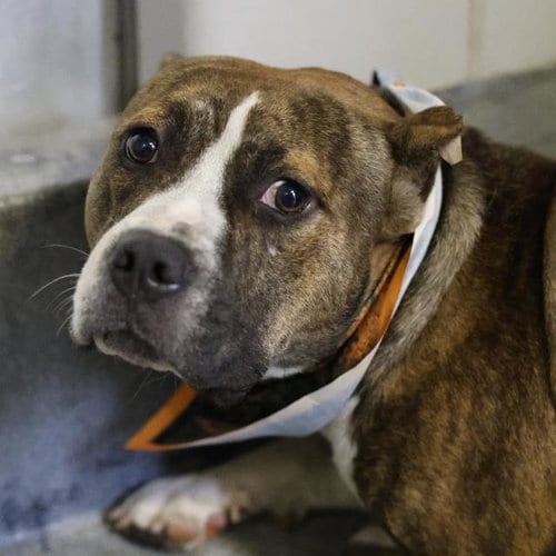 Photo of Henry, adoptable American Staffordshire Terrier in San Antonio, Texas