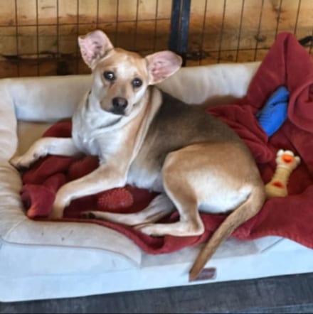 Photo of Charli in TX, adoptable Unknown breed (short coat) in Cranston, Rhode Island