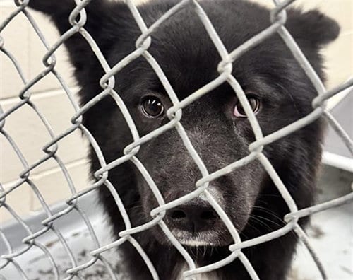 Photo of Travis, adoptable Akita in Anchorage, Alaska