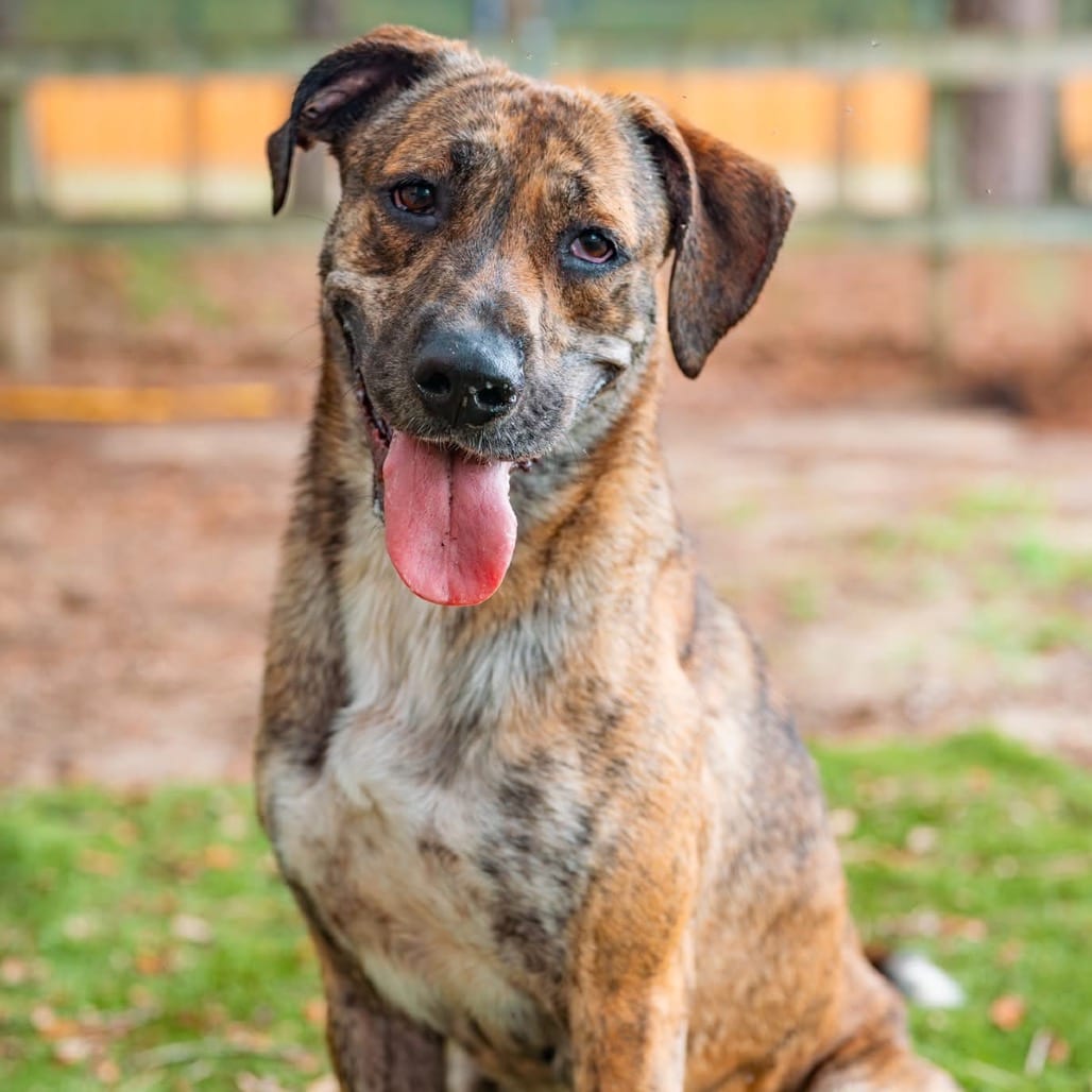 Photo of Jellyfish, adoptable Mixed Breed (Large) in Milton, Florida