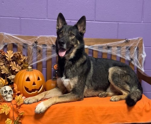 Photo of Tate, adoptable Shepherd in Genesee, Wisconsin