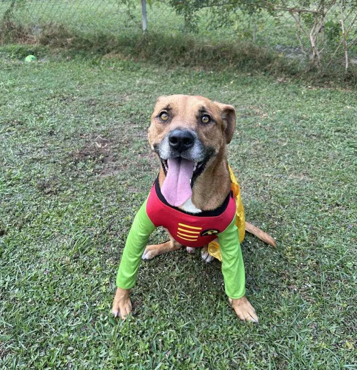 Photo of Juice, adoptable Black Mouth Cur/Mixed Breed (Medium) in Portland, Oregon