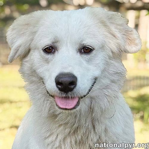 Photo of Marie in GA - A Special "Pocket Pyr", adoptable Great Pyrenees in Beacon, New York