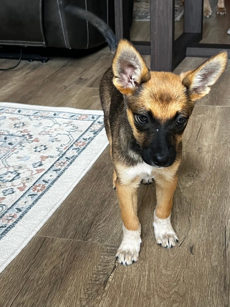 Photo of Kenji, adoptable Cattle Dog in Dana Point, California