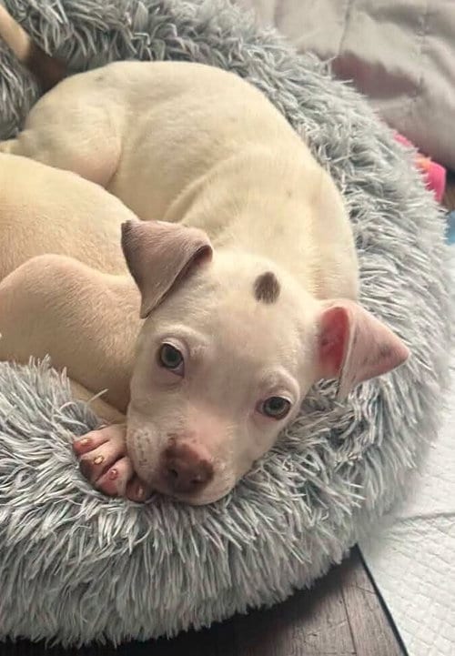 Photo of Courtney (GA), adoptable Pit Bull Terrier in New York, New York