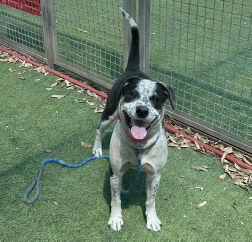 Photo of Paris, adoptable Catahoula Leopard Dog in Van Nuys, California