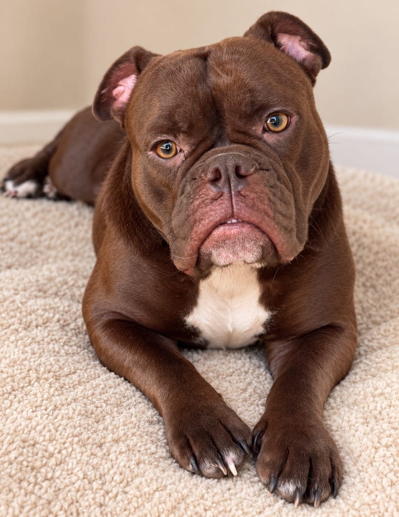 Photo of Peppa, adoptable American Bully in Crossville, Tennessee