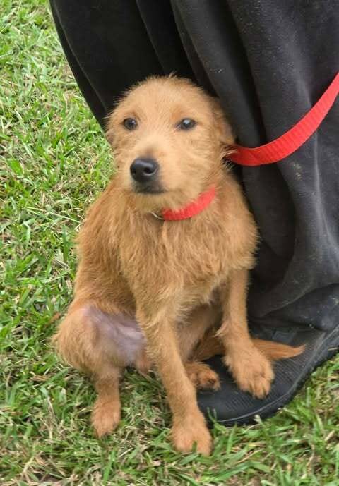 Photo of Brownie, adoptable Wirehaired Fox Terrier in Brewster, New York
