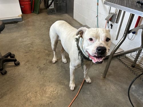 Photo of Buddy, adoptable Pit Bull Terrier in Corona, California