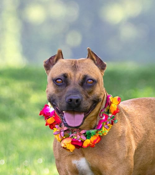 Photo of Ella, adoptable Terrier in Unionville, Pennsylvania