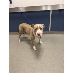 Photo of Eggnog, adoptable Terrier (Unknown Type, Medium) in Doral, Florida