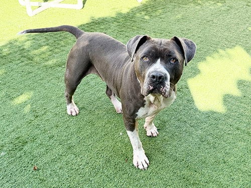 Photo of Boda, adoptable Pit Bull Terrier in Pasadena, California