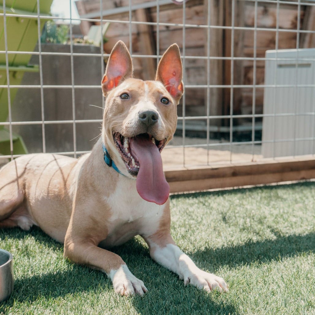 Photo of Titus, adoptable Terrier, Pit Bull in California, California