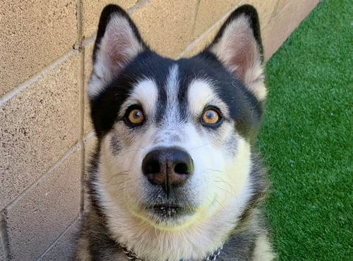 Photo of D’Artagnan, adoptable Siberian Husky in Moreno Valley, California