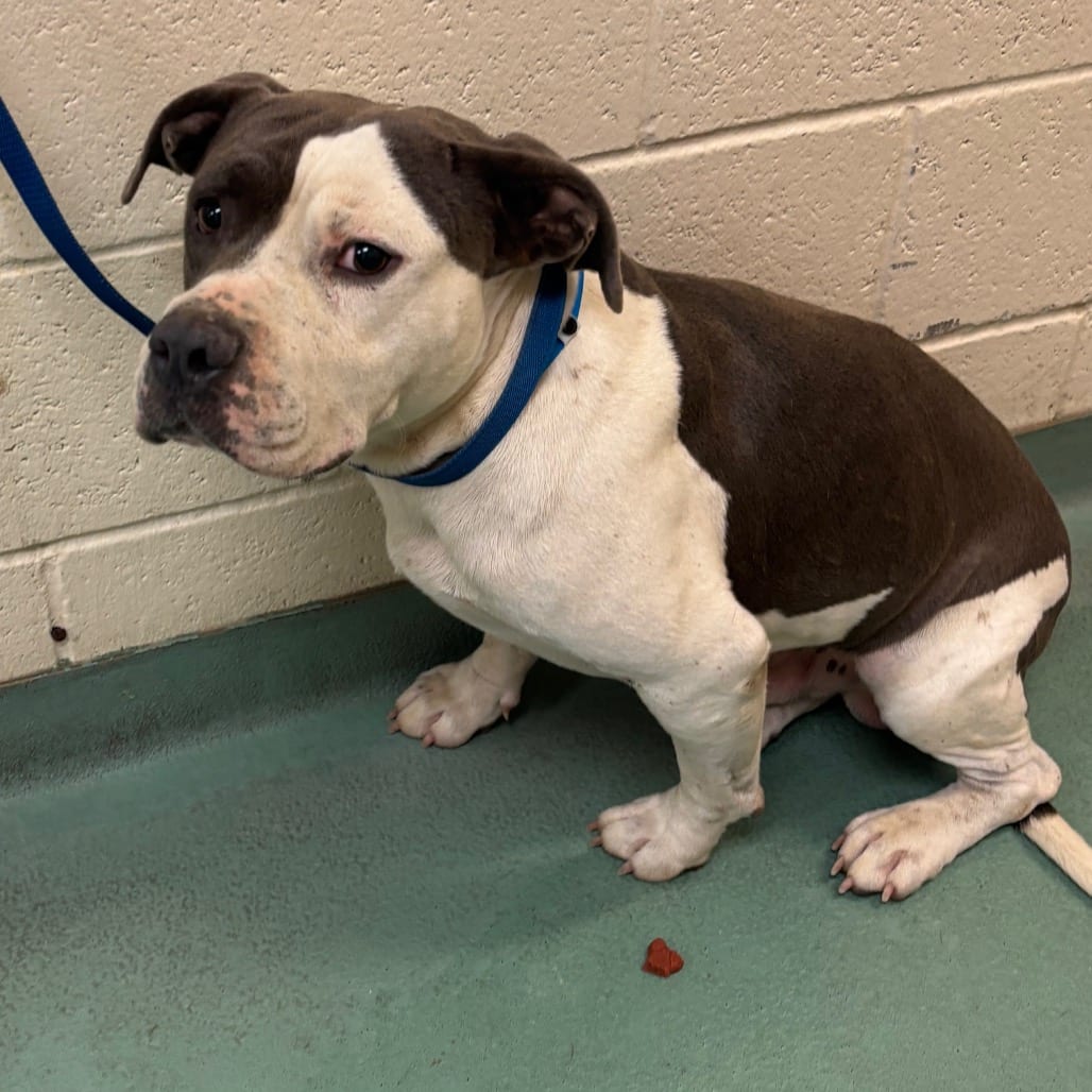 Photo of Ceasar, adoptable Unknown / Unknown