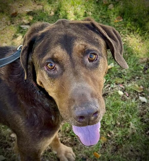 Photo of Stretch, adoptable Doberman Pinscher in Lodi, California