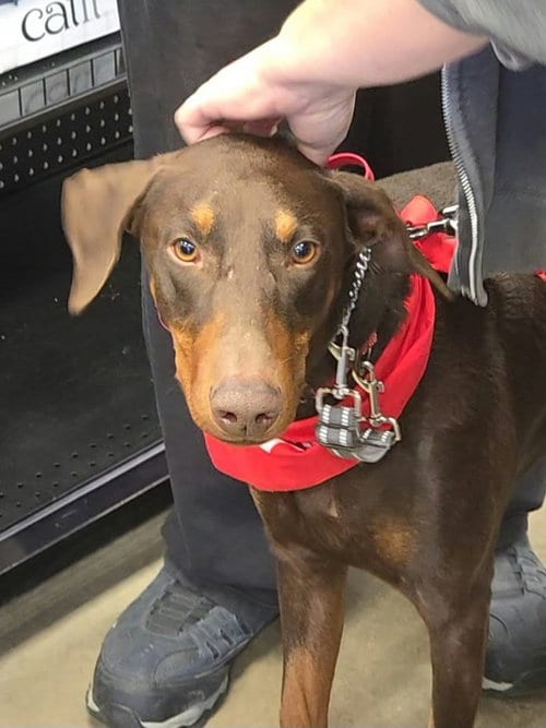 Photo of Atlas aka Doby, adoptable Doberman Pinscher in Buffalo, Minnesota