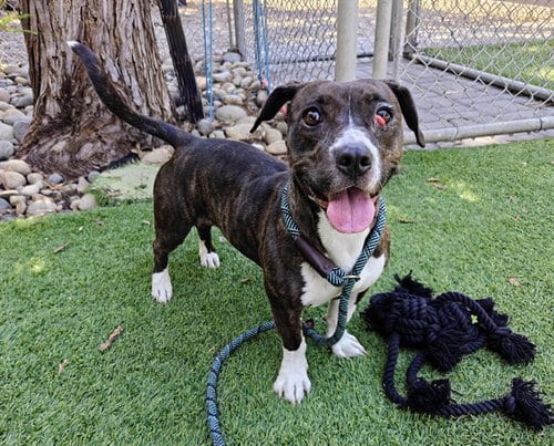 Photo of Zsa Zsa, adoptable Dachshund in San Jose, California