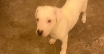 Photo of Reed, adoptable Hound in garner, North Carolina